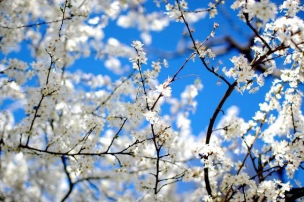 What to Expect for Gardeners in April: Folk Signs