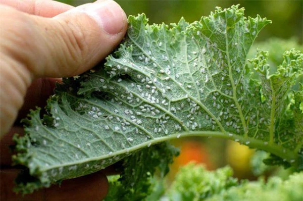 Methods of Dealing with Aphids