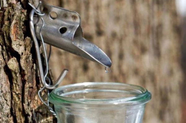 What are the benefits of maple sap?