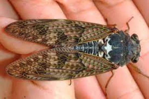 Which insect has the longest lifespan?