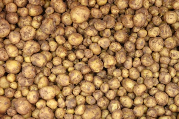 Seed potatoes are available, but the rush to buy them has not yet begun