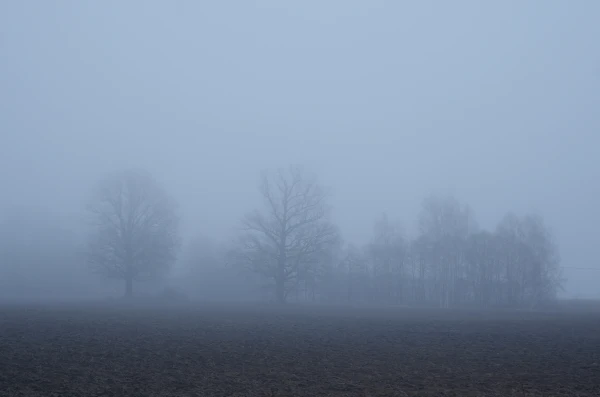 Fog is often expected on the coast this week