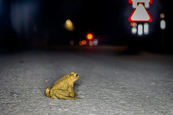 Traffic Restrictions Introduced on Roads Near Olaine Due to Frog Migration