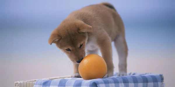 Vitamin C for Dogs: Benefits, Myths, and Real Risks
