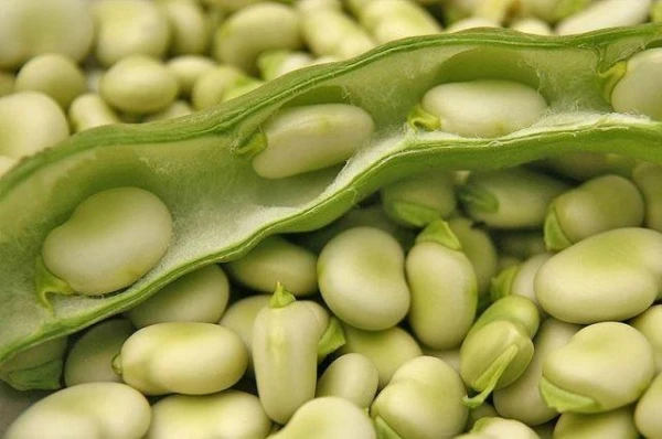 How to Properly Grow Beans?