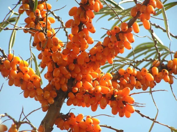 How to propagate sea buckthorn?
