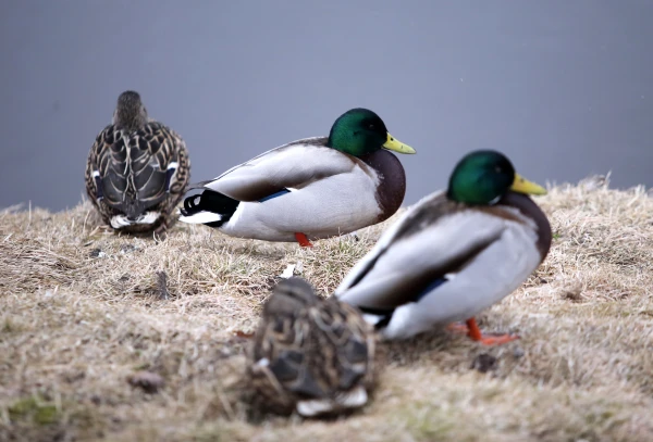 Rain is expected in places on Tuesday