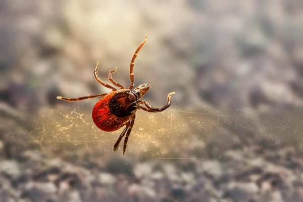 Ticks Adapt Well to Apartments: On Carpets and Even Tiles