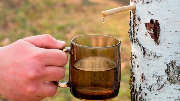Spring Drink from Childhood: How Beneficial is Birch Sap