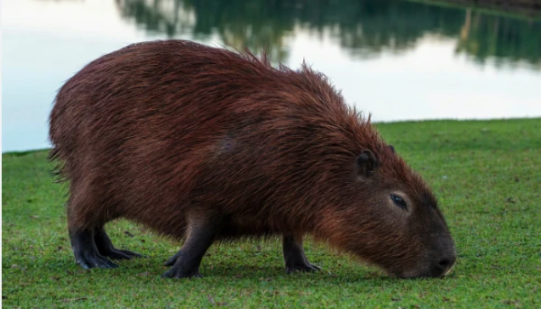 Capybara Escapes from Zoo and Has Been on the Run for Two Weeks