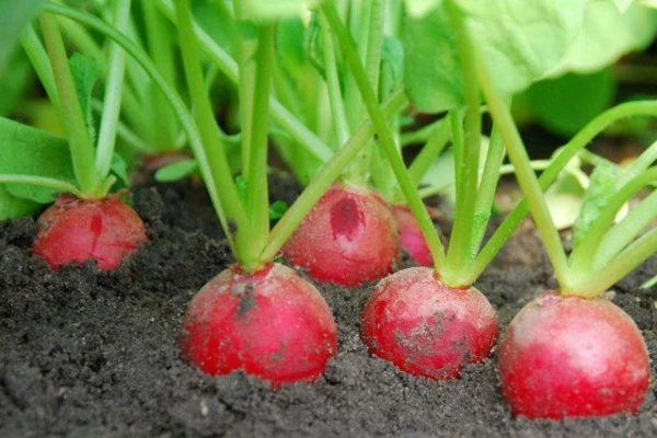 Days Count: Top 6 Radish Varieties for Early Sowing in Open Ground