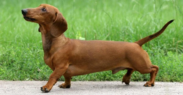 Germany May Introduce a Ban on Breeding Dachshunds