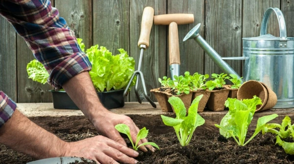 What to Plant in April at the Dacha: A List of Crops for Early Harvest