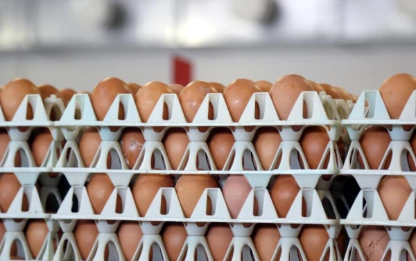 Eggs - Latvia's Nokia. In Latvia, there are almost three layers per resident