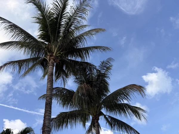 Two Coconut Palms Discovered in the South Kurzeme Region Near Liepaja