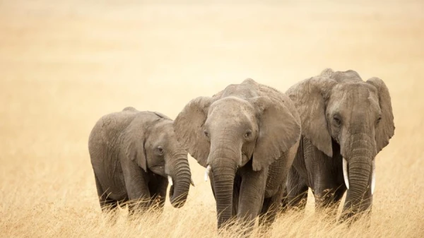 Why Botswana Intends to Gift Germany 20,000 Elephants