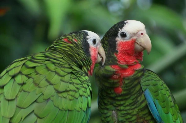 Lifespan of Birds: Factors and Features