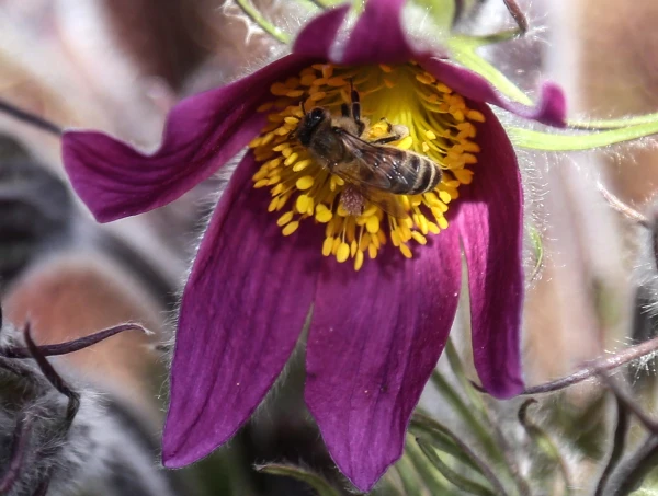 New Threat: Infectious Disease Detected in Bees in Gulbene Region