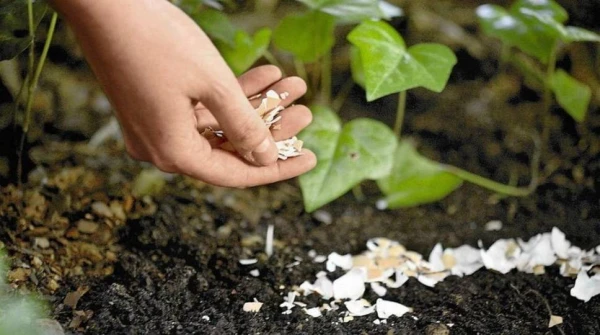 Turning Eggshells into Powerful Fertilizer