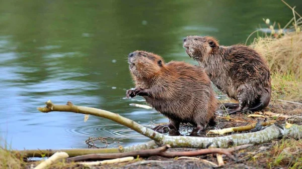 Hunting Beaver: A New Hunting Season Has Begun in Latvia
