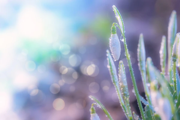 Nature Sends Signals: 5 Signs of Spring's Arrival