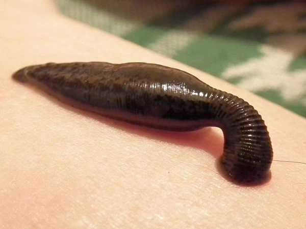 It Can 'Drink' a Cow: The Unique Abilities of the Largest Leech in the World
