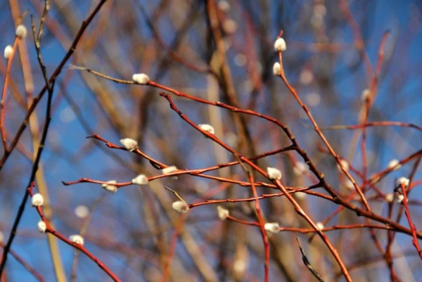 Variable Weather Expected on Good Friday