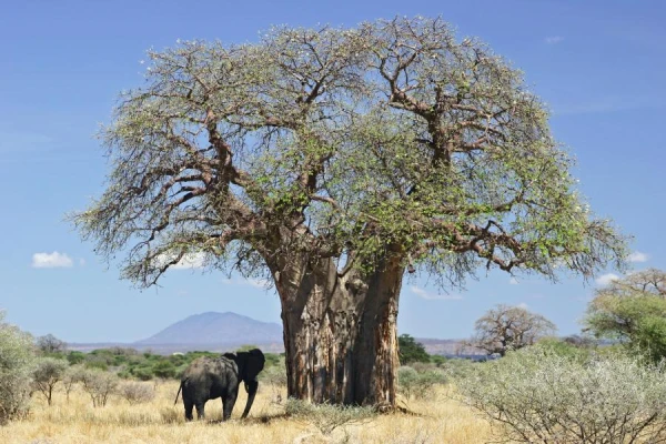 What is the value of the baobab?