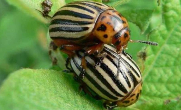 Why Insects Can Survive Falls from Heights, Unlike Humans