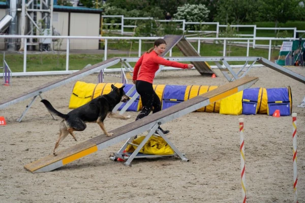 Dogs Unsuitable for Group Classes