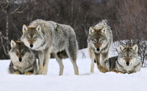 The Wolf Controversy: Why Latvia Cannot Agree on Hunting Rules