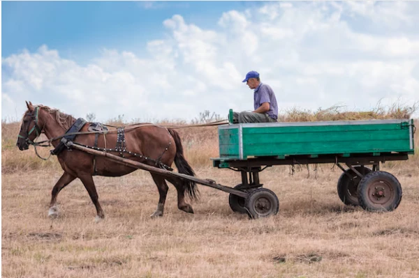 EU Residents Urged to Swap Cars for Horses Due to Rising Gas Prices