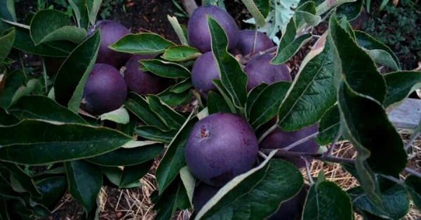 Why are Black Diamond apples so expensive and rare?