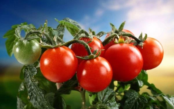 Why are tomatoes called pomidors in the Russian language?