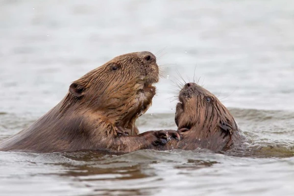 Beavers Beware! Riga Authorities Announce Hunt on Animals