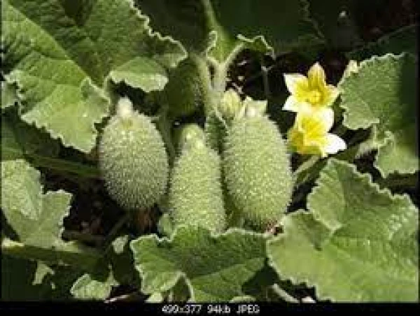 Which plants can be planted next to onions, carrots, and cucumbers?