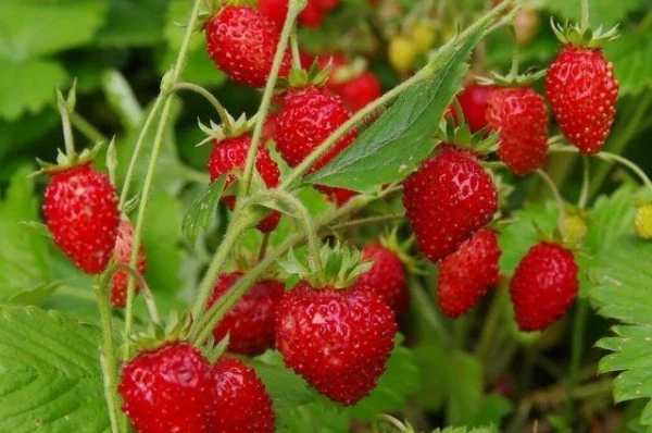 How to Properly Care for Strawberries in Spring to Avoid Losing Your Berries