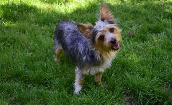 A Missing Dog Found in the U.S. 3,200 km from Home