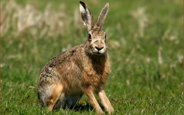 Why does a predator not sense a hare in its burrow, despite the heat it emits?
