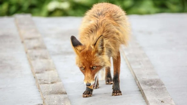 Are Animals Displacing People in Latvian Cities?