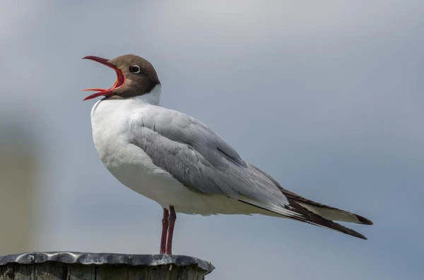 Seagull Feeding Officially Banned in the Netherlands