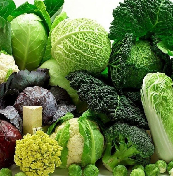 How to Grow Cabbage That Will Be the Best in the World: Useful Tips