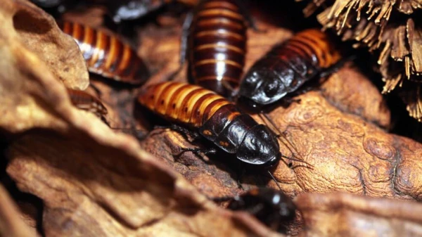 Five Fascinating Facts About Cockroaches