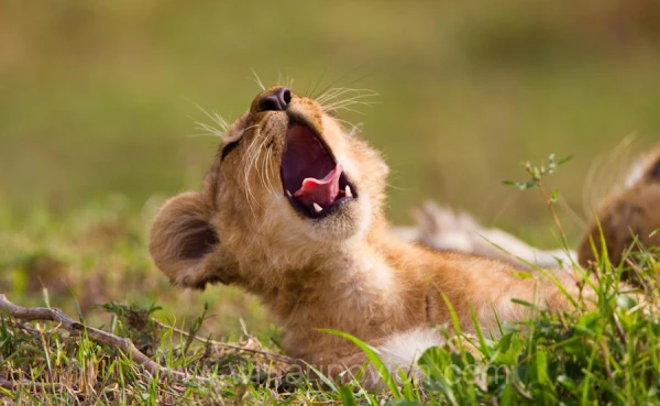 The Connection Between Yawning and Brain Size