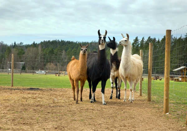 Фото: kamieli.lv