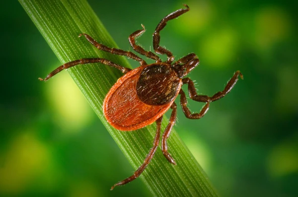 Ticks Will Leave Your Garden If You Plant These Flowers