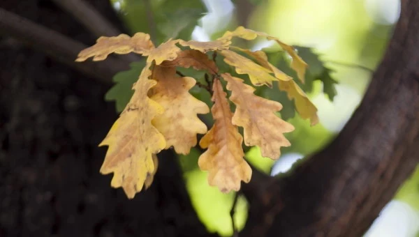 The Neighbor's Oak Blocks the Sun: Will Latvian Laws Allow Its Removal?