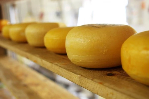 Cheese as a 'Drug': Reasons for Its Appeal