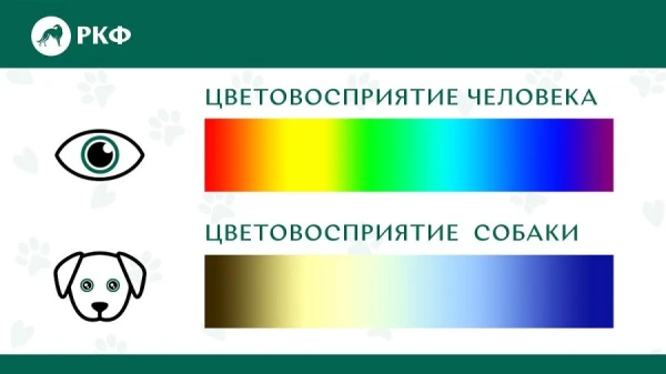 A Dog Expert Explained the Differences in Vision Between Dogs and Humans