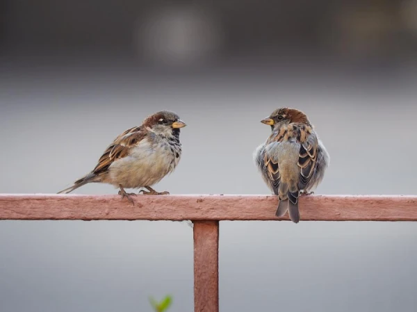 House Sparrows Recognized as Major Carriers of Infections on Poultry Farms